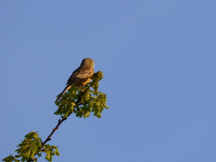 Eichen sind die wichtigsten Singwarten für wendländische Ortolane. Foto: Stella Klasan